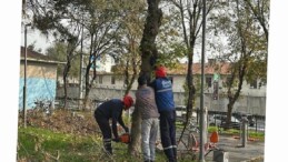 Bakırköy Belediyesi’nden Teke Böceğine Karşı Aktif Çaba