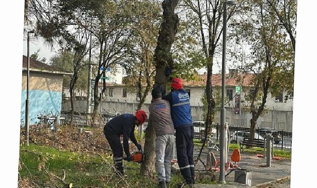 Bakırköy Belediyesi’nden Teke Böceğine Karşı Aktif Çaba