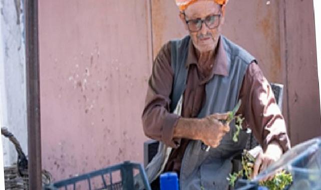 Beydağ incirinin katma bedeli artıyor