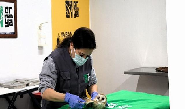 Bu merkez yaban hayvanlarına umut oluyor