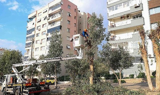 Buca’da budama seferberliği