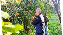 Çiftçinin Eseri Kısmında Kaldı, Belediye Topladı Halka Dağıttı