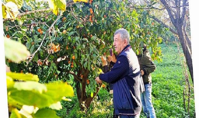 Çiftçinin Eseri Kısmında Kaldı, Belediye Topladı Halka Dağıttı
