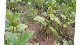 Efes Tarlası Ömür Köyü’nde Elde Edilen Mahallî Tohumlar Anadolu’nun Dört Bir Yanında Filizleniyor