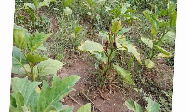 Efes Tarlası Ömür Köyü’nde Elde Edilen Mahallî Tohumlar Anadolu’nun Dört Bir Yanında Filizleniyor