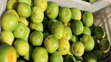 Ekim ayında mandalina ihracatında yüzde 144’lük rekor artış