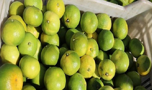 Ekim ayında mandalina ihracatında yüzde 144’lük rekor artış