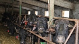 Kocaeli’de manda sayısı Büyükşehir’in dayanağıyla artıyor