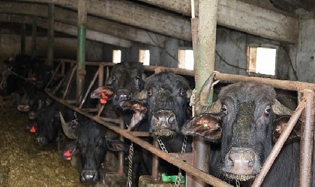 Kocaeli’de manda sayısı Büyükşehir’in dayanağıyla artıyor