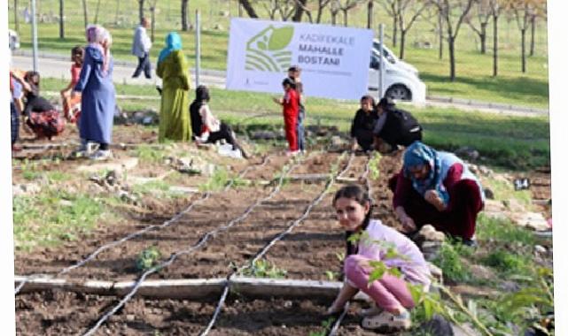 Mahalle bostanlarında kış dikimleri başladı