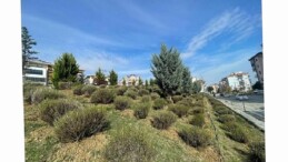 Malkara’da Daha Yeşil Bir Kent İçin Lavanta Fidanı Ekimi Başladı