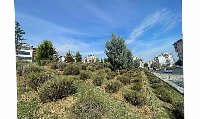 Malkara’da Daha Yeşil Bir Kent İçin Lavanta Fidanı Ekimi Başladı