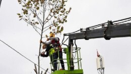 Maltepe’de budama vakti