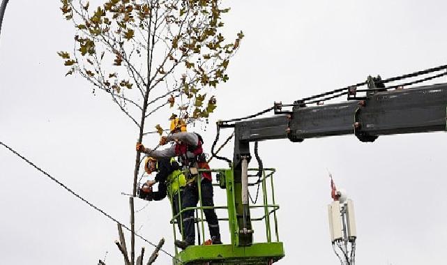Maltepe’de budama vakti