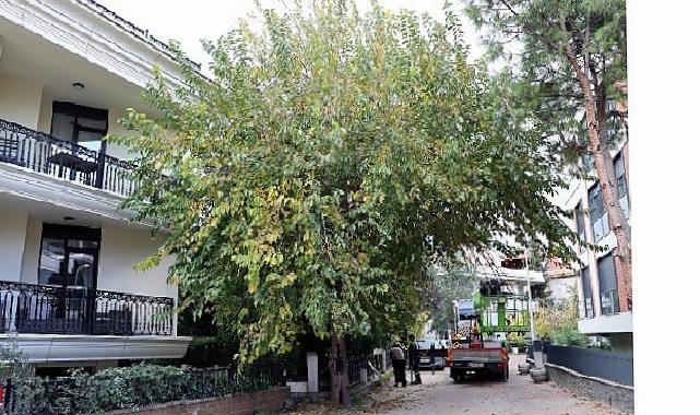 Maltepe’nin ağaçları sağlıklı büyümesi için budanıyor