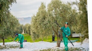 Milas Belediyesi Zeytin Hasadına Başladı