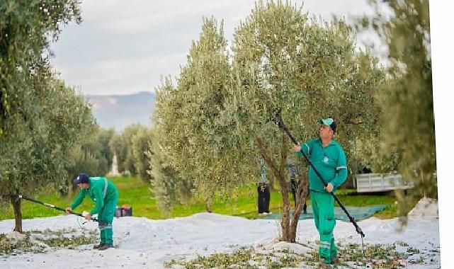 Milas Belediyesi Zeytin Hasadına Başladı
