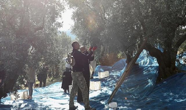 Mudanya’da Zeytin Hasadı dönemi başladı