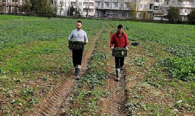 Osmangazi Belediyesi Doğal Üretimle Sofralara Sıhhat Sunuyor