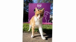 Shane Larkin’den “Gör Beni” Projesi’ne İlham Veren Takviye: