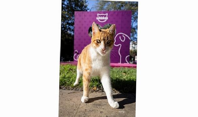 Shane Larkin’den “Gör Beni” Projesi’ne İlham Veren Takviye: