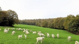 Süt otu takviyesi meraları rahmete kavuşturdu