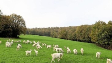 Süt otu takviyesi meraları rahmete kavuşturdu