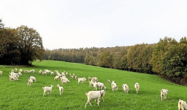 Süt otu takviyesi meraları rahmete kavuşturdu