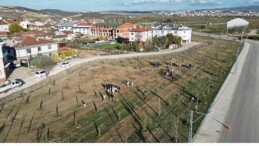 572 Fidanlı Koruluk Akhisar’a Nefes Olacak