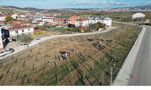572 Fidanlı Koruluk Akhisar’a Nefes Olacak
