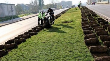 Ağaçlar yeni yerlerinde hayat bulacak