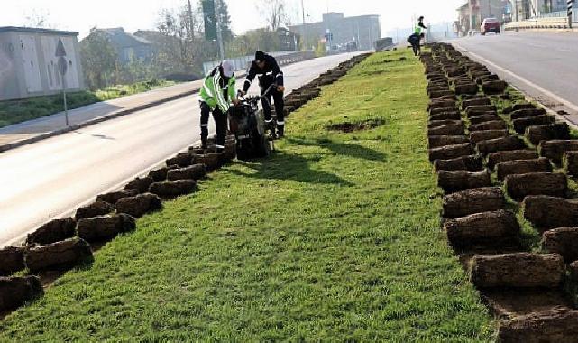 Ağaçlar yeni yerlerinde hayat bulacak