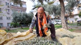 Buca’da zeytin hasadı vakti