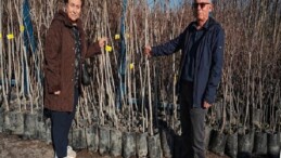 Büyükşehir, 3.600 Trabzon hurması fidanı dağıtıyor