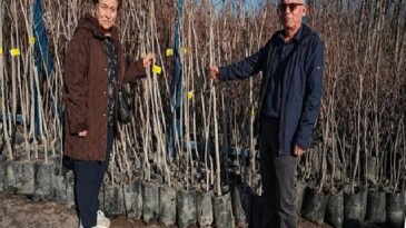 Büyükşehir, 3.600 Trabzon hurması fidanı dağıtıyor