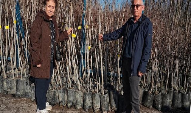 Büyükşehir, 3.600 Trabzon hurması fidanı dağıtıyor