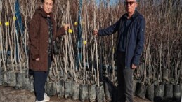 Büyükşehir, 3.600 Trabzon hurması fidanı dağıtıyor