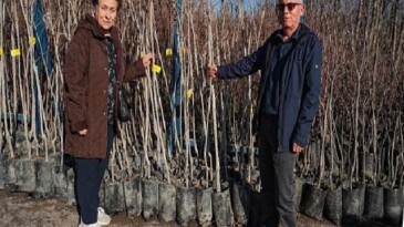Büyükşehir, 3.600 Trabzon hurması fidanı dağıtıyor