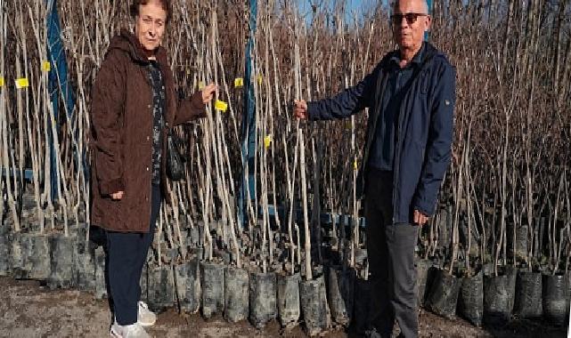 Büyükşehir, 3.600 Trabzon hurması fidanı dağıtıyor