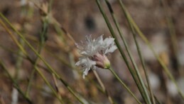 “Çameli pelemiri” bitki literatürüne kazandırıldı