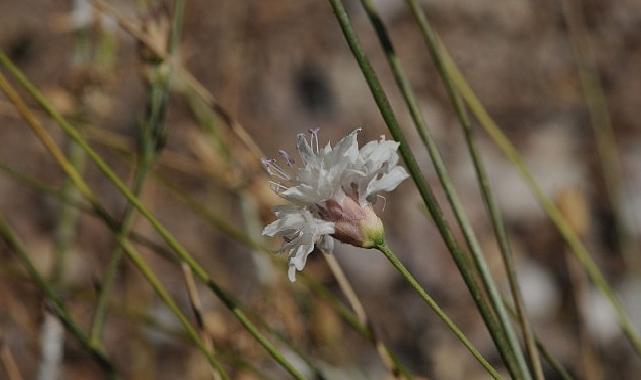 “Çameli pelemiri” bitki literatürüne kazandırıldı
