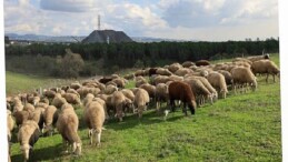 Damızlık koç dayanağı kuzulama oranlarında artış sağladı