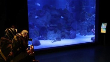 Engelliler, su altı dalışı yaparak yeteneklerini sergiledi