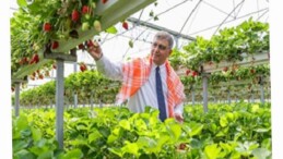 İzmir Büyükşehir Belediyesi üreticiye takviyesini sürdürdü