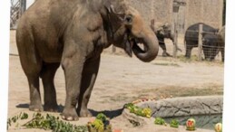 İzmir Doğal Ömür Parkı’nın fillerine hayat kurtaran ayak bakımı