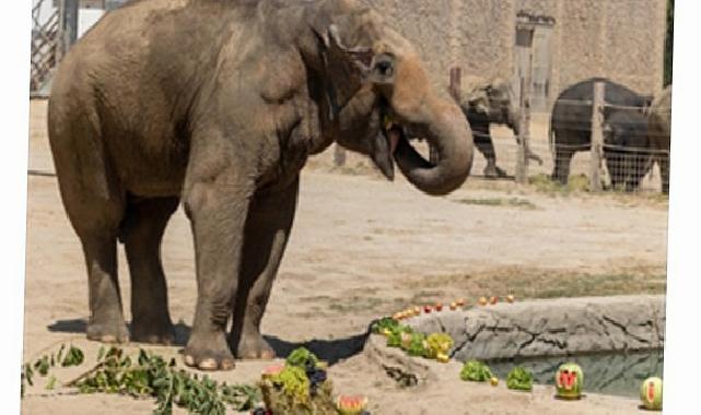 İzmir Doğal Ömür Parkı’nın fillerine hayat kurtaran ayak bakımı