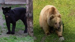 Jüliet ve Yumuk da artık İzmirli oldu