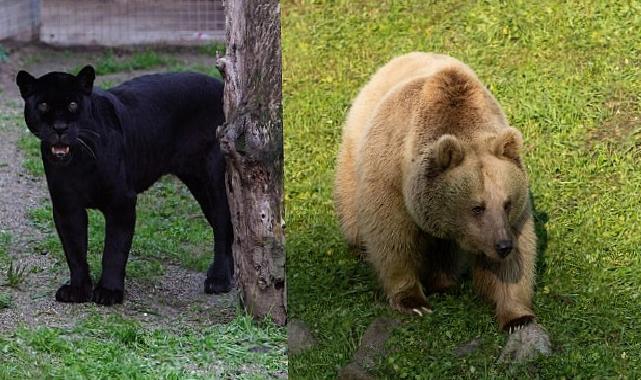 Jüliet ve Yumuk da artık İzmirli oldu