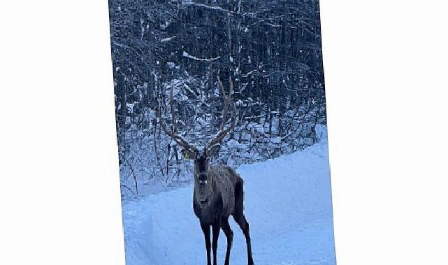 Karla kaplı Kuzuyayla’da kızıl geyik görüntülendi