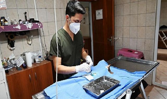 Kemer’de 227 sokak hayvanı kısırlaştırıldı